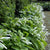 Hosta Funkia White