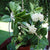 Hoya Pachyclada Plants myBageecha - myBageecha