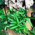 Hoya kentiana 'Green'