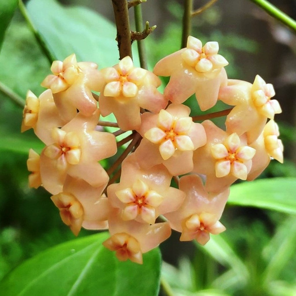 Hoya Pubicalyx Red Buttons - Gabbar Farms