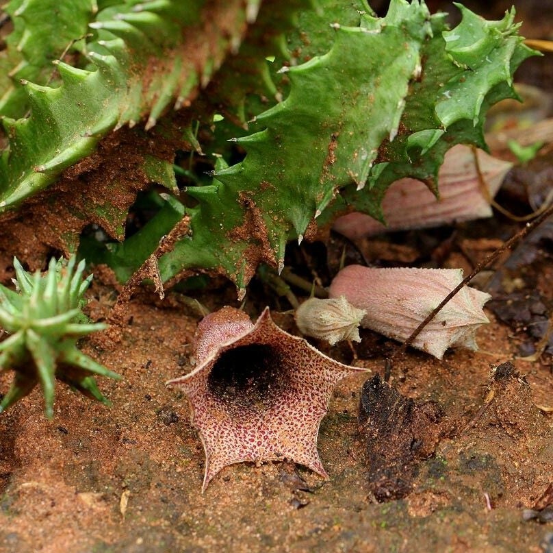 Huernia Levyi