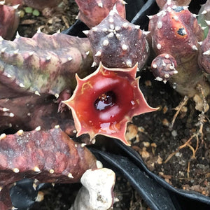 Huernia Insigniflora