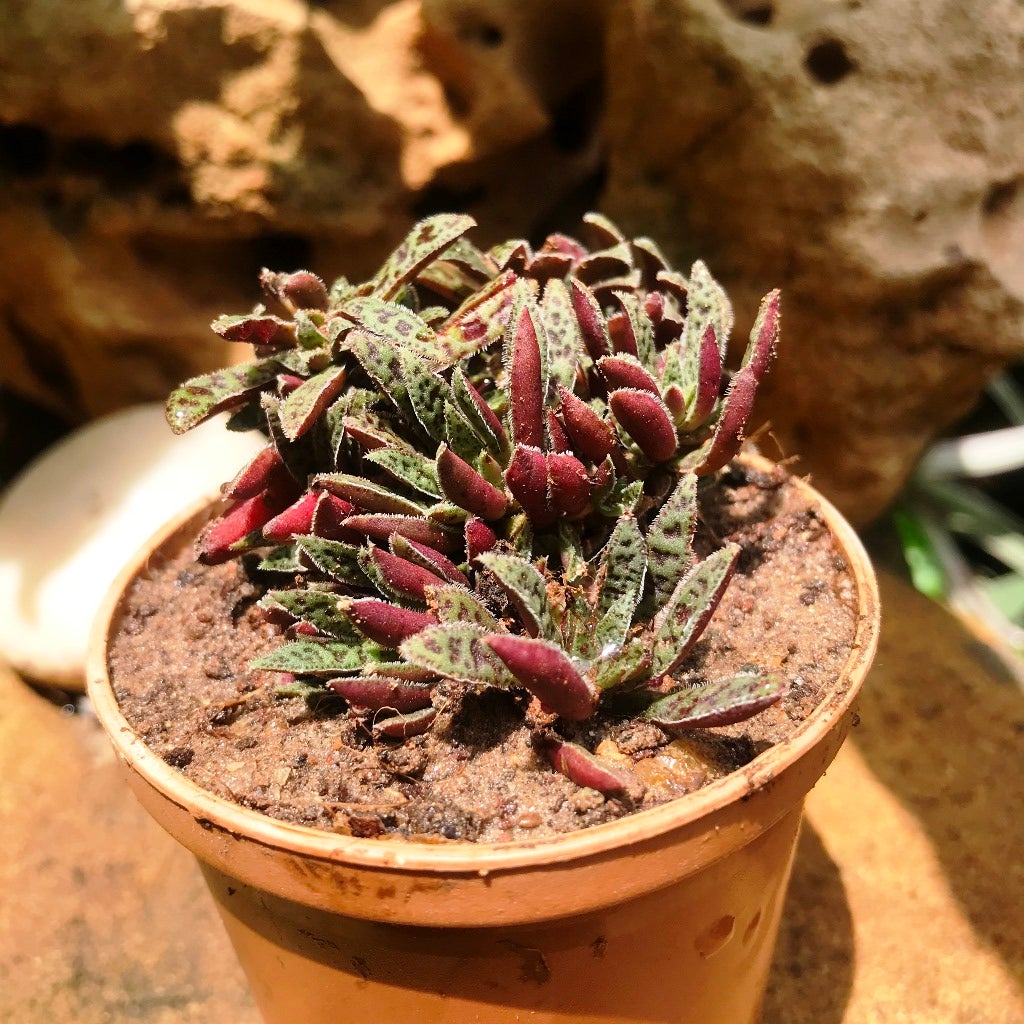 Crassula Exilis Ssp Cooperi -Tiger Jade