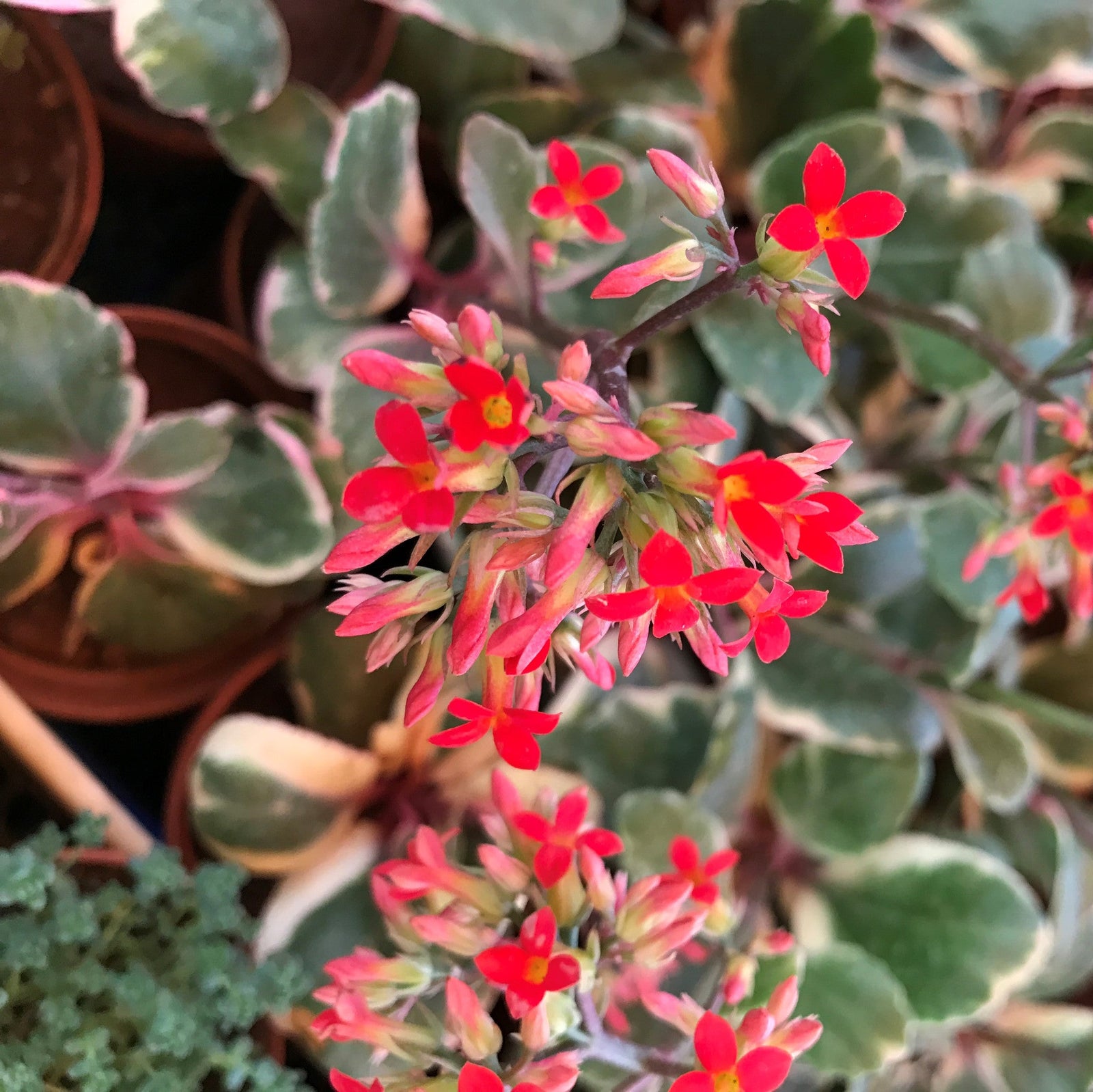 Kalanchoe Blossfeldiana (Variegated Leaf) Plants myBageecha - myBageecha