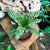 Kokedama Moss Ball - Cryptanthus 'Blushing Zebra'