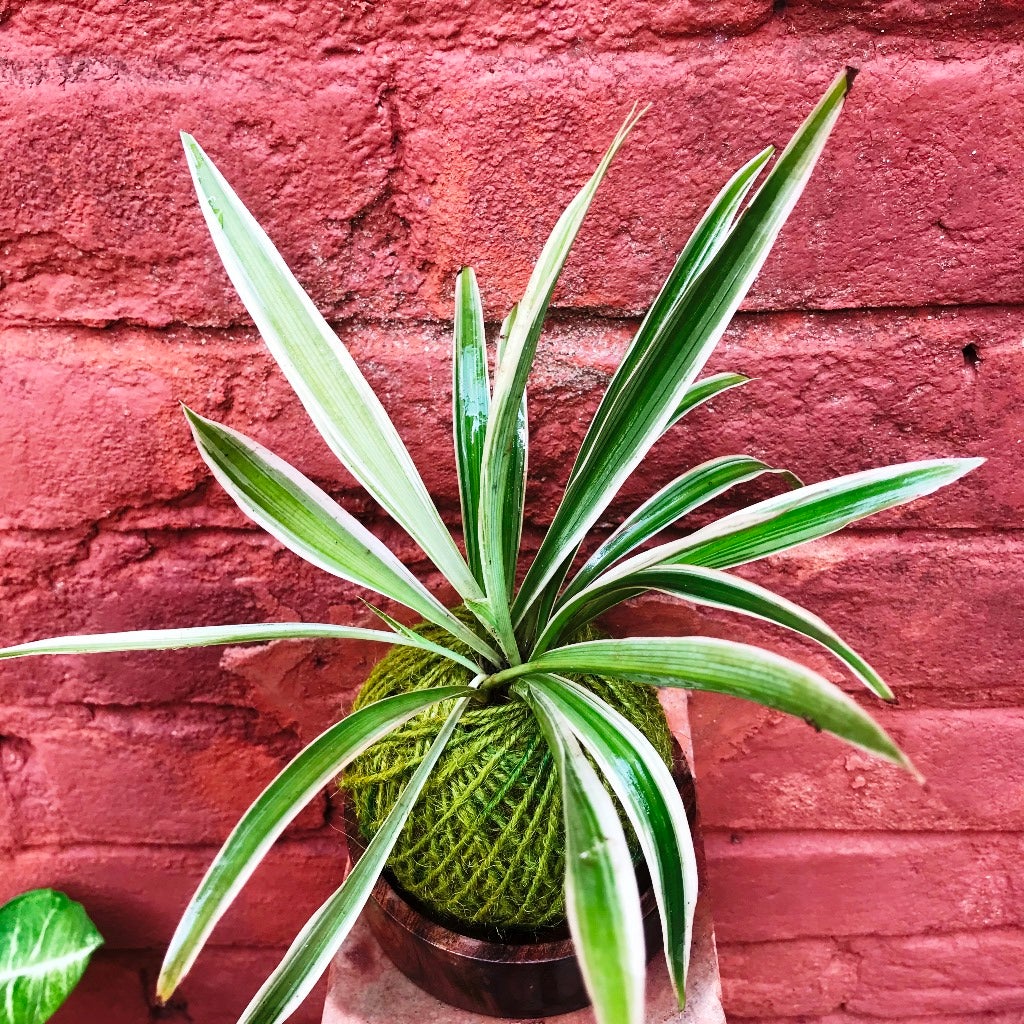 Kokedama Moss Ball - Chlorophytum Comosum