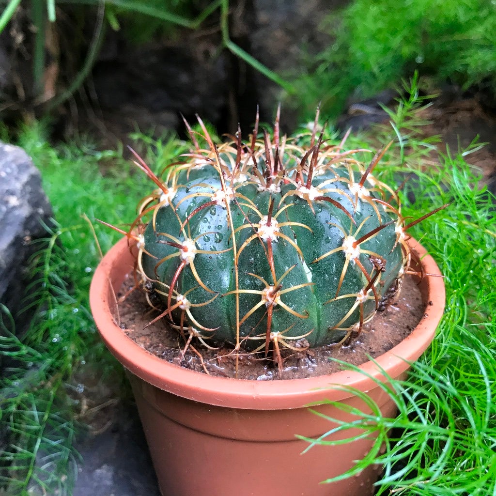 Melocactus curvispinus