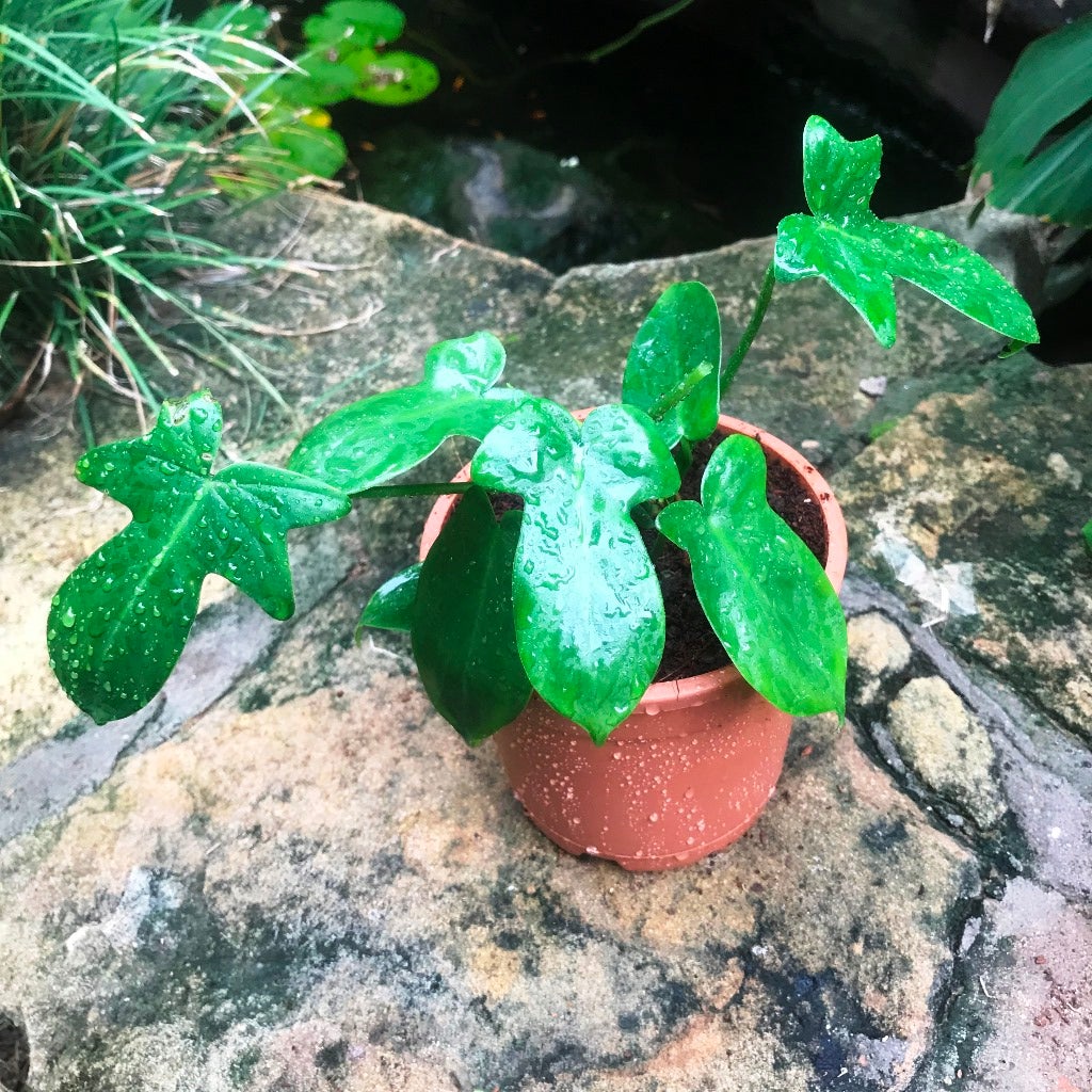 Philodendron 'Laciniatum Totem'