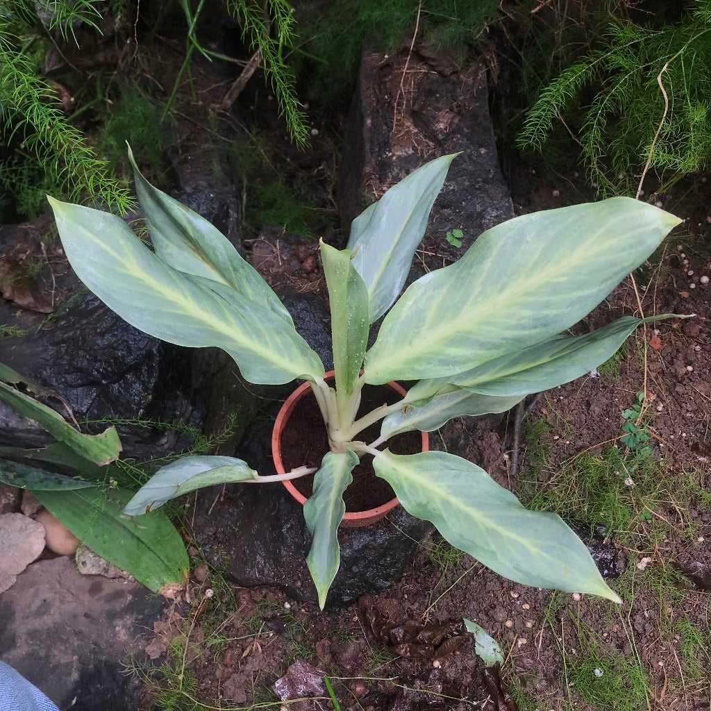 Aglaonema 'Silver'