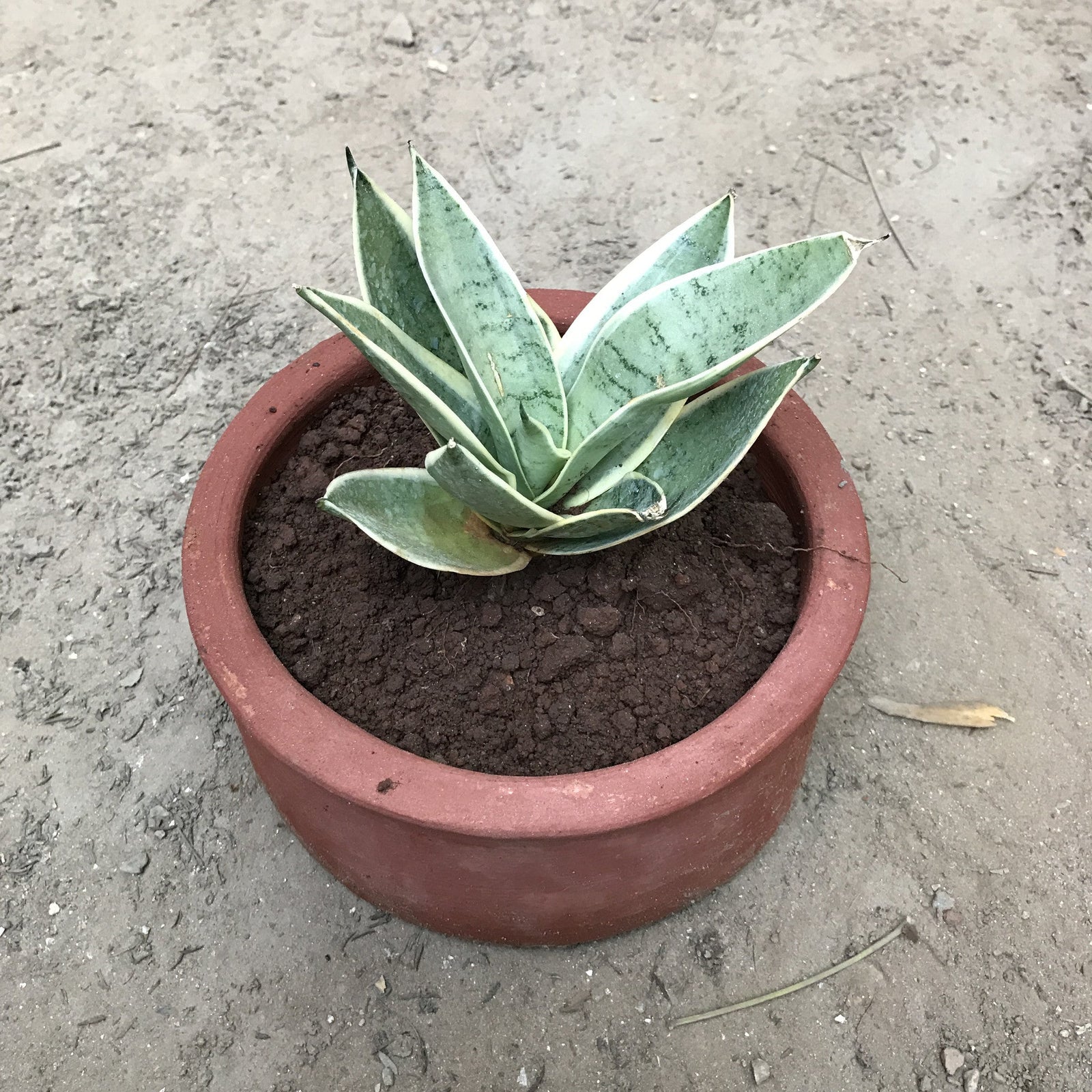Sansevieria "hahnii marginated" Plants myBageecha - myBageecha