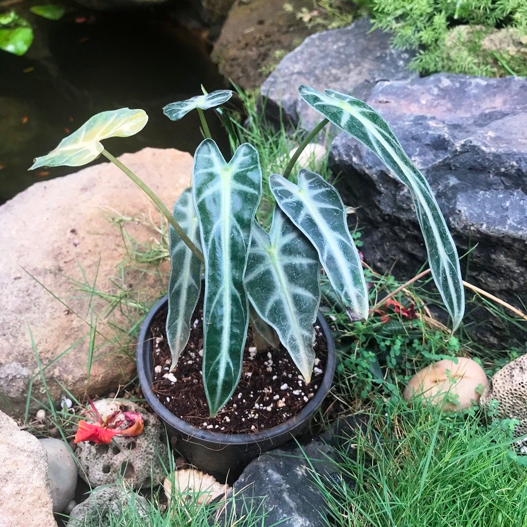 Alocasia 'Bambino Arrow'