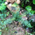 Polystichum setiferum-Soft Shield Fern
