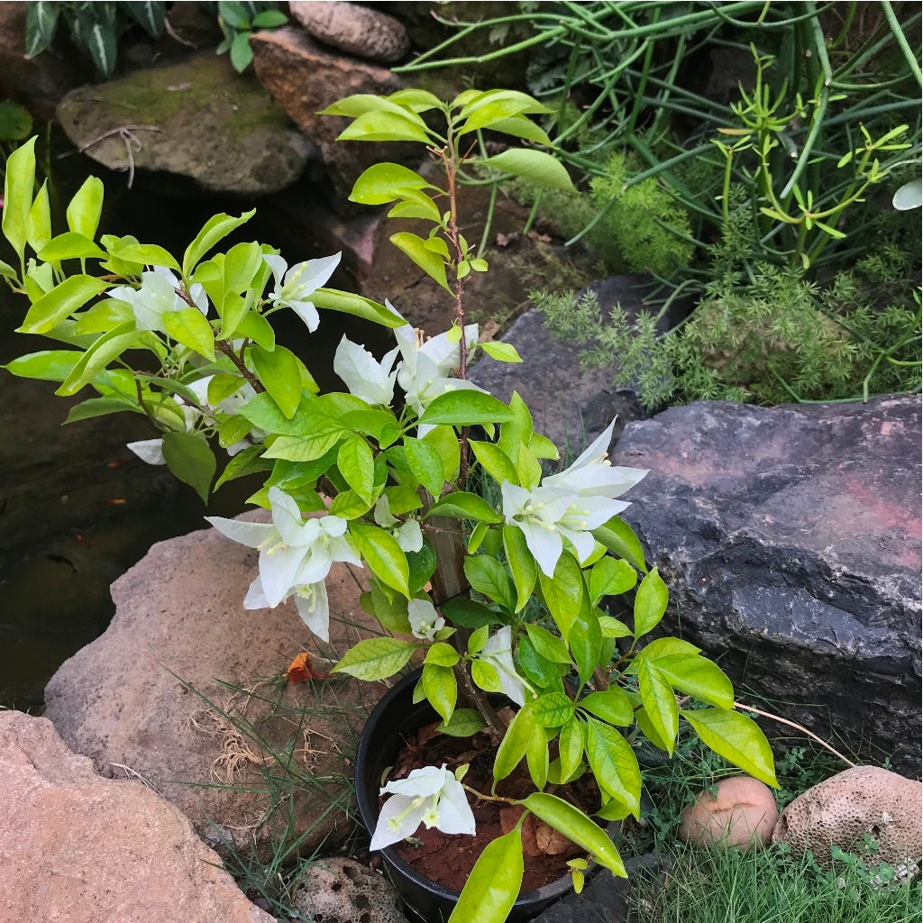 Bougainvillea 'Singapore White'