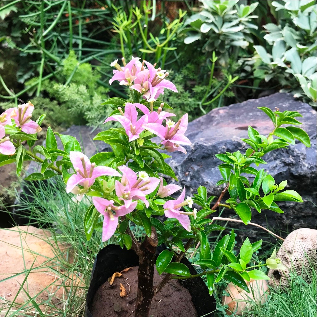 Bougainvillea Purple 'Formosa''