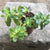 Sedum Confusum Green Plants myBageecha - myBageecha