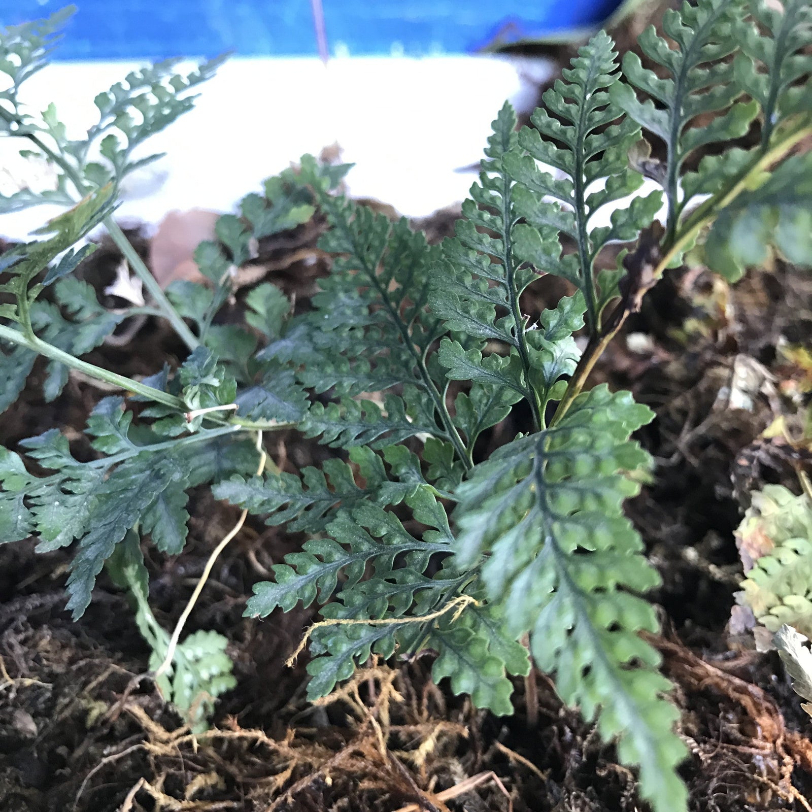 Nephrolepis exaltata 'Bostoniensis Compacta' Plants myBageecha - myBageecha
