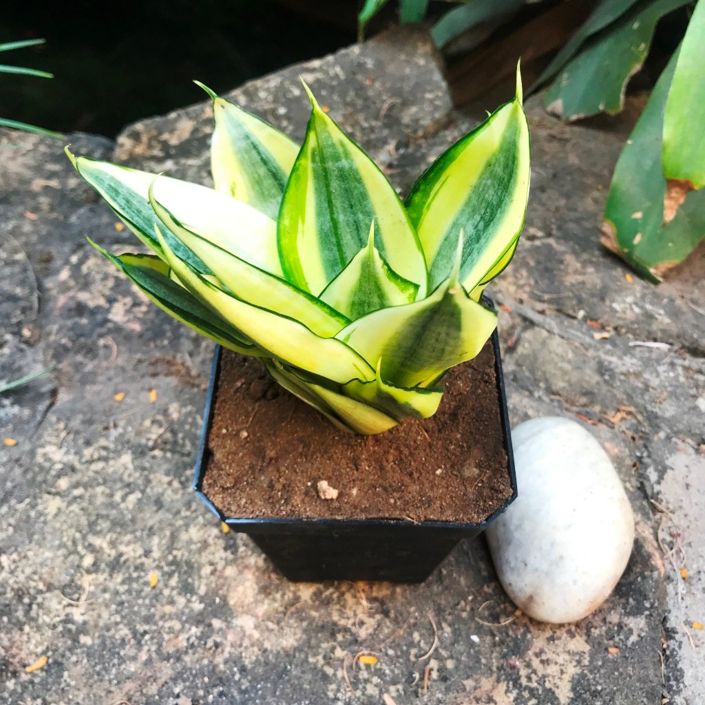 Sansevieria "Golden Hehnii"