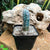 Pilosocereus Pachycladus - Blue Columner Cactus