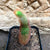 Cleistocactus buchtienii