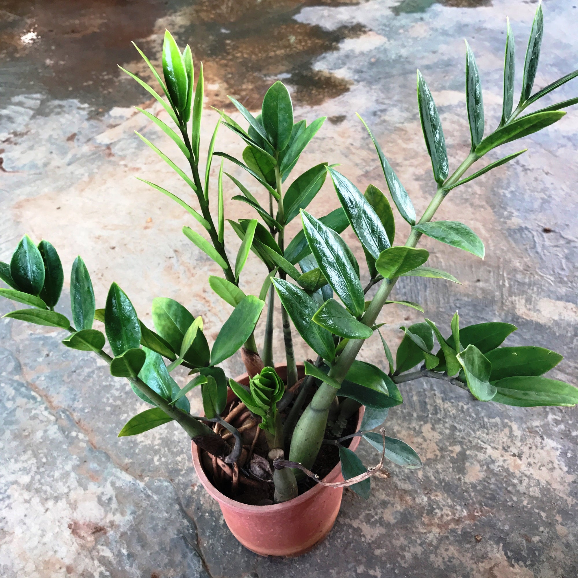 ZZ Plant_Zamioculcas Zamiifolia Plants myBageecha - myBageecha