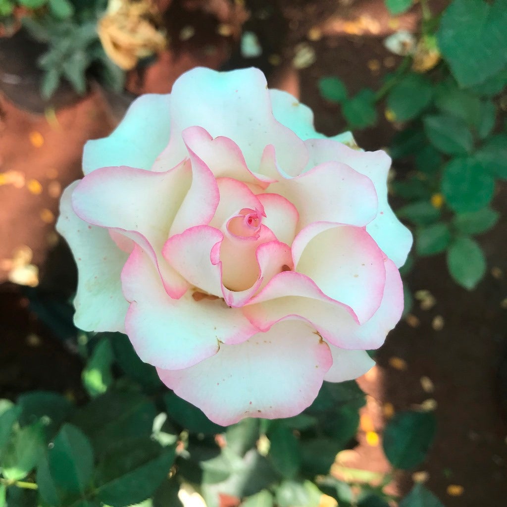 Pink Ruffle -Shrub Rose