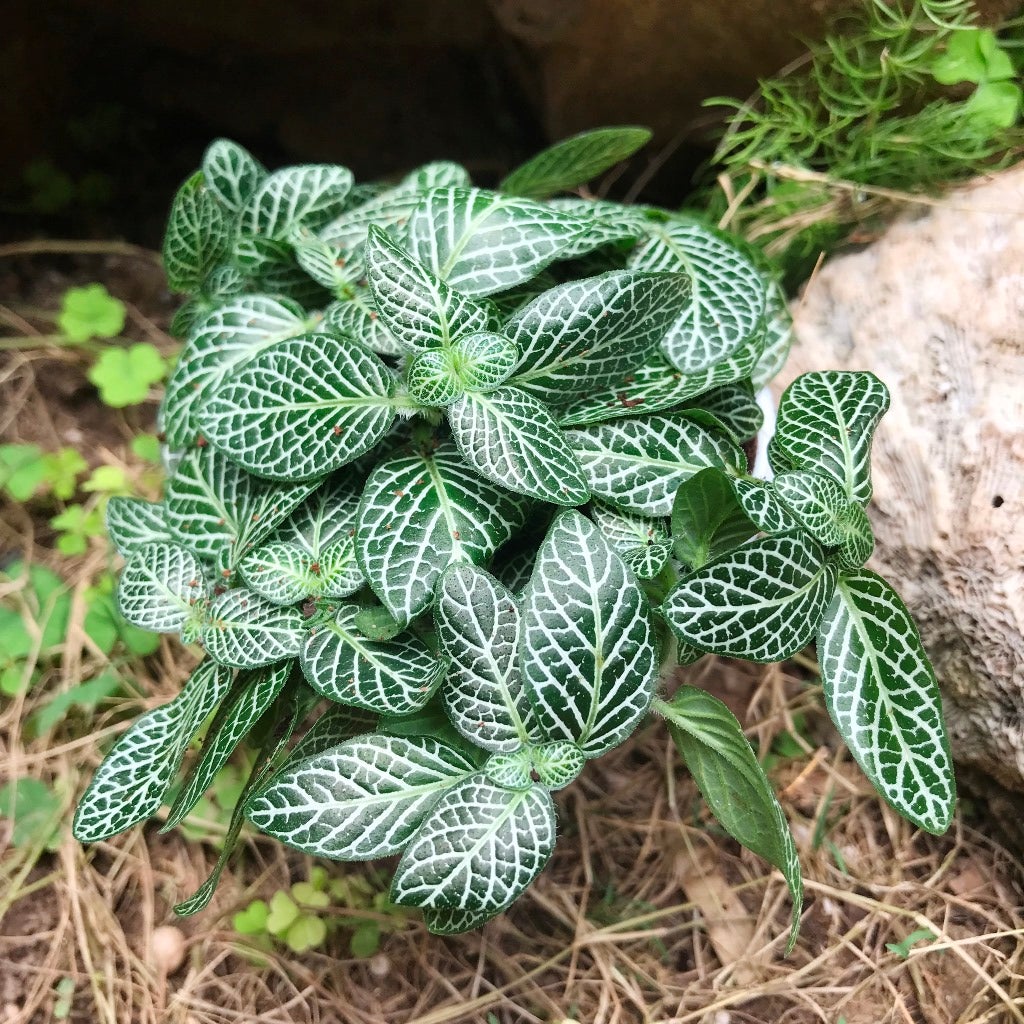 Fittonia Verschaffelttii 'Mini Green'
