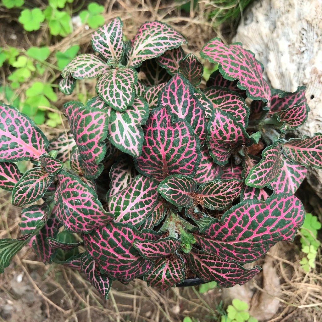 Fittonia Verschaffelttii 'Mini Red'
