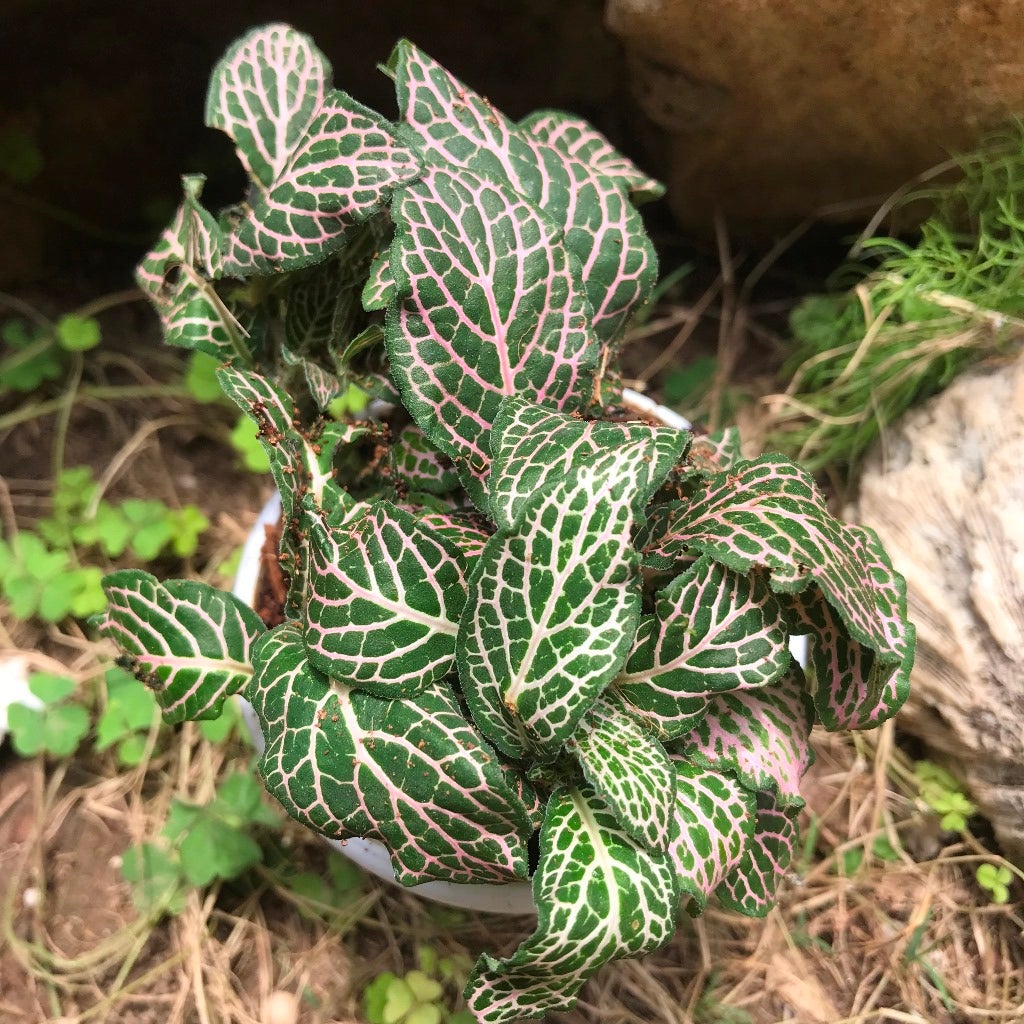 Fittonia Verschaffelttii 'Mini Pink'