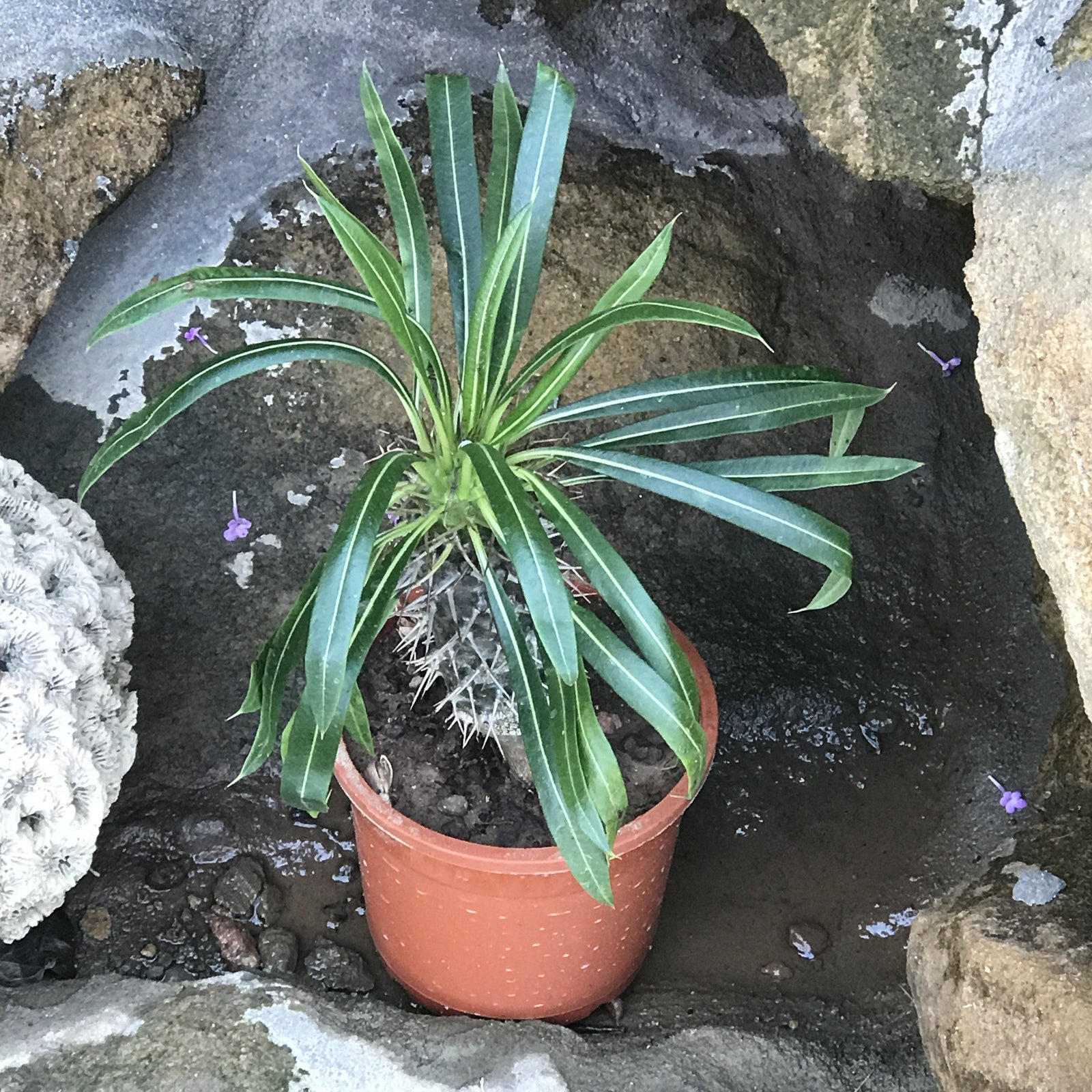 Pachypodium lamerei Cactus myBageecha - myBageecha