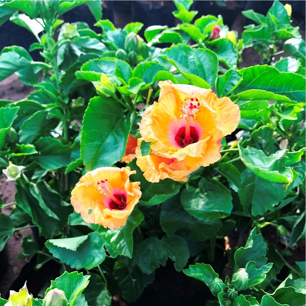 Exotic Orange Hibiscus Plants myBageecha - myBageecha