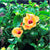 Exotic Orange Hibiscus Plants myBageecha - myBageecha