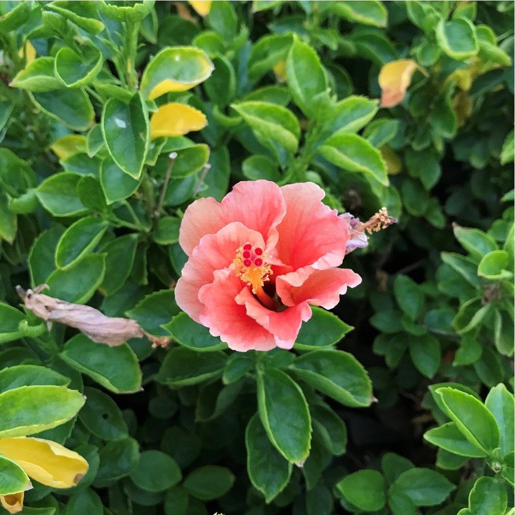 Exotic Peach Hibiscus Plants myBageecha - myBageecha