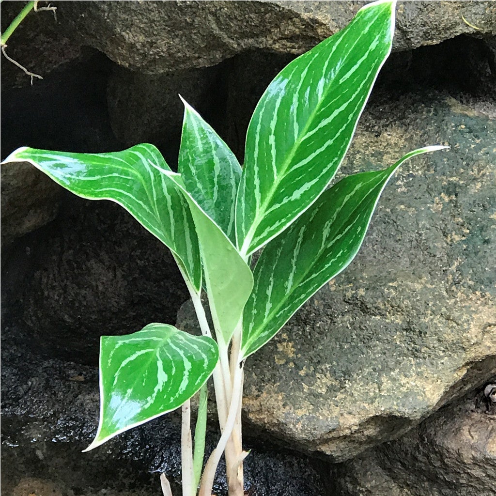 Aglaonema 'Key Lime'