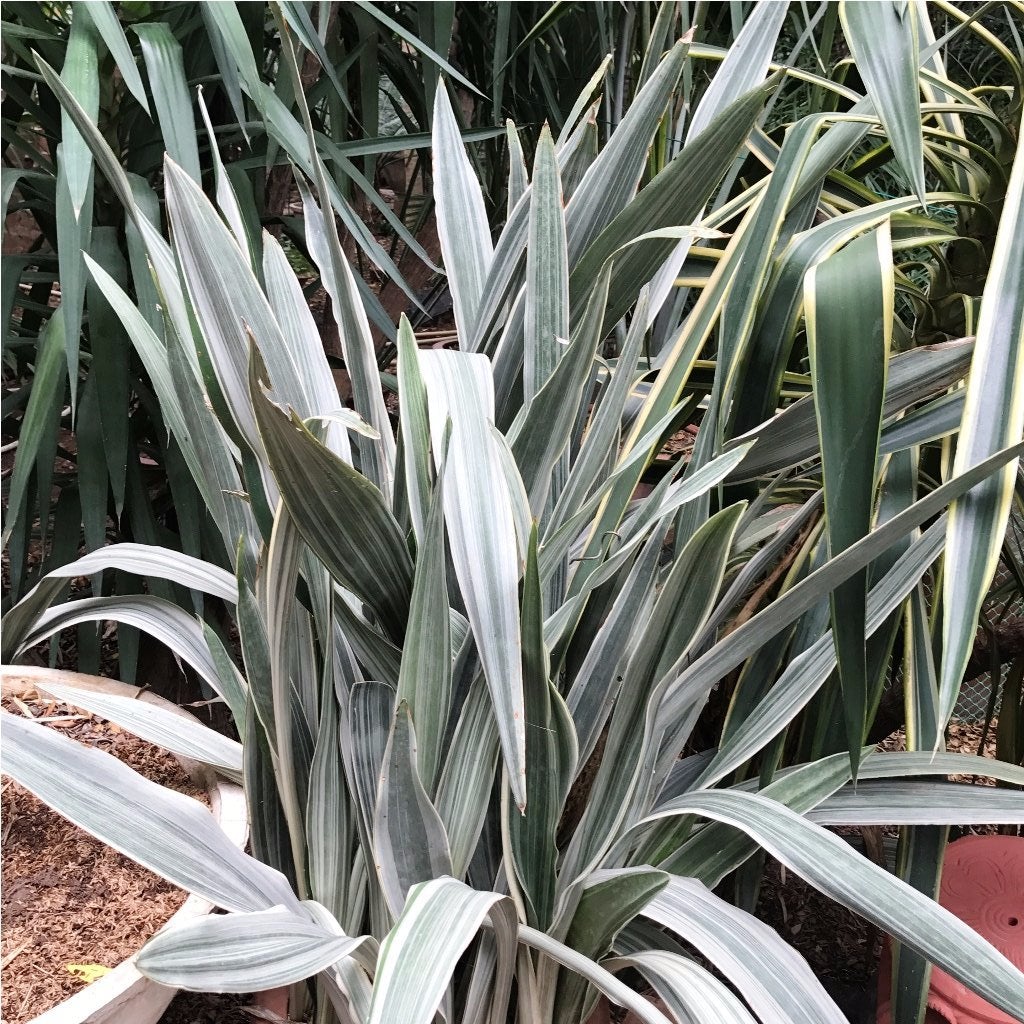 Sansevieria "Metallica Siam Silver"