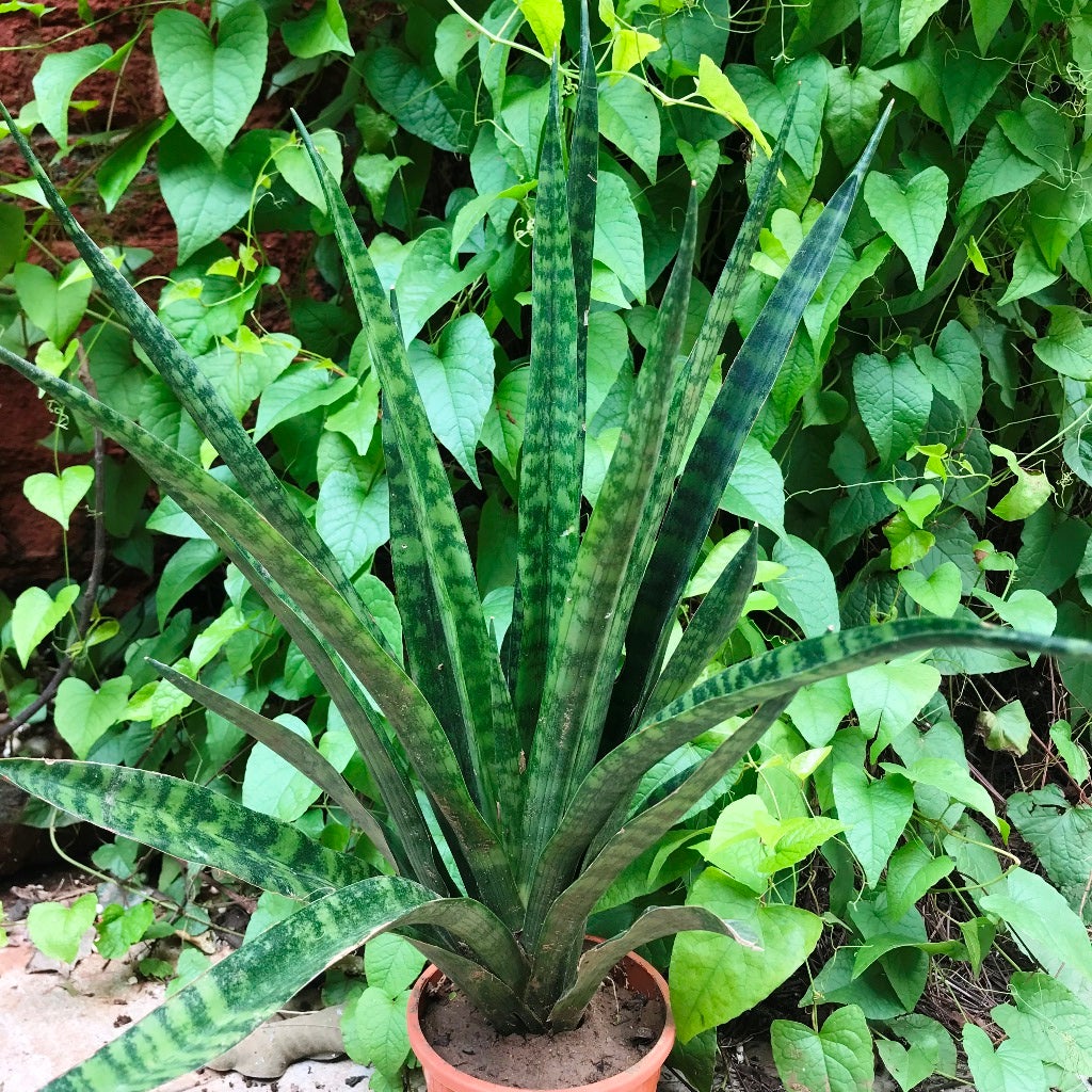 Sansevieria trifasciata 'Black Coral'