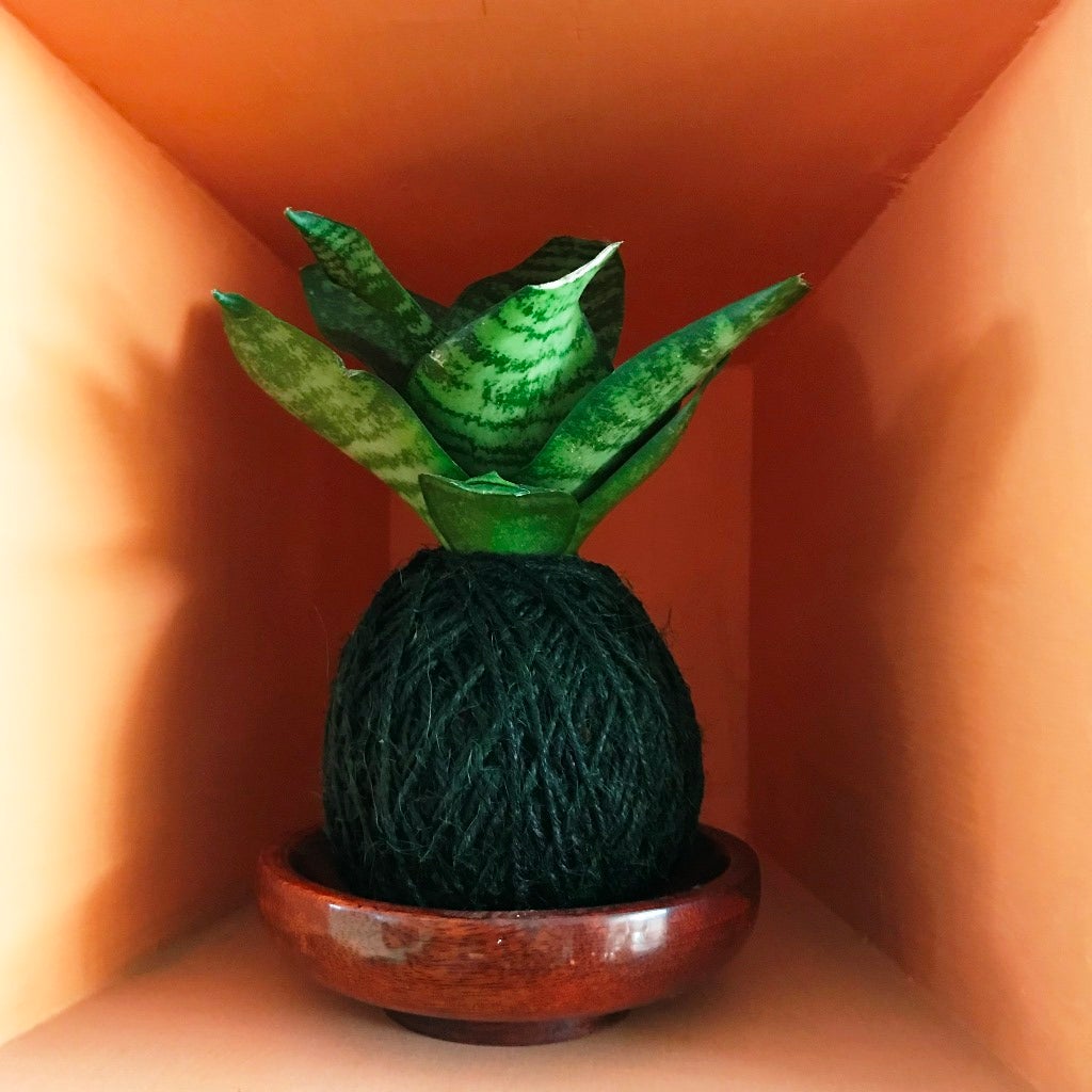 Kokedama Moss Balls - Sansievieria Hahnii