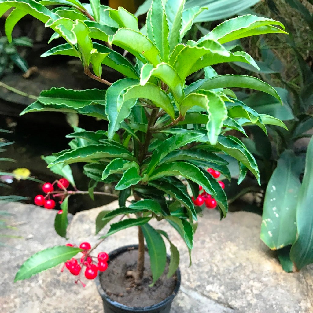 Marlberry_Ardisia japonica