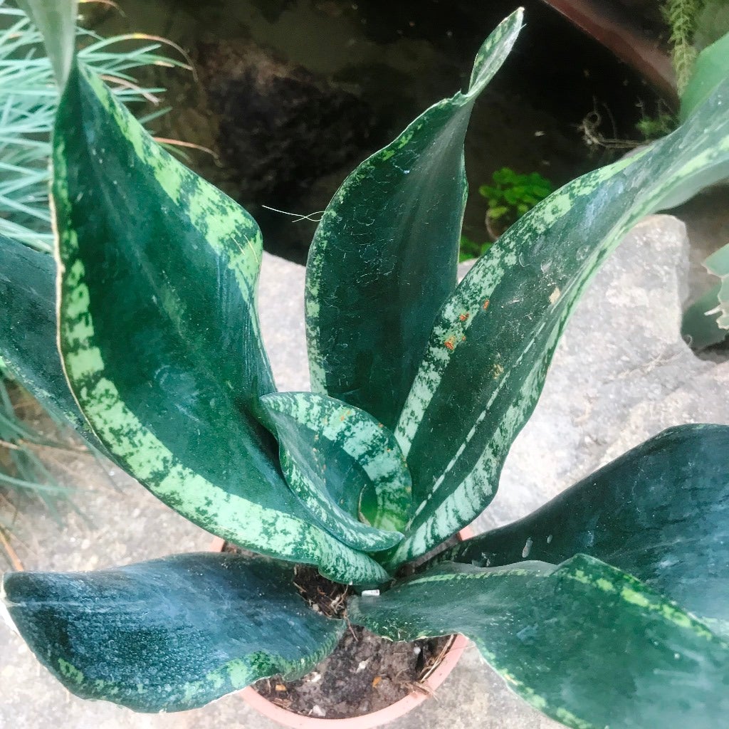 Sansevieria "Whitney"