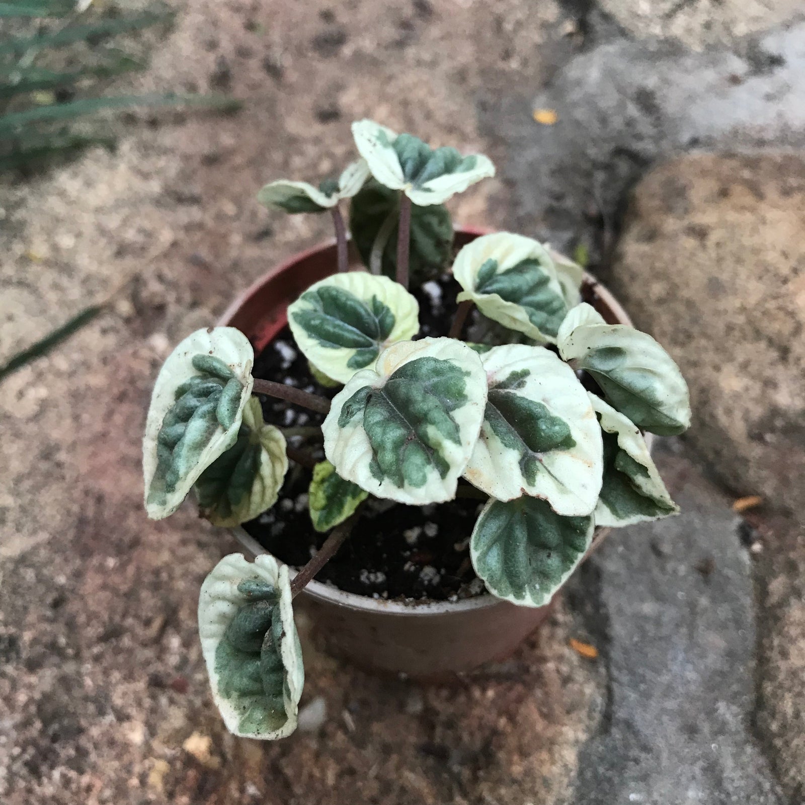 Peperomia Caperata 'Cultivar'