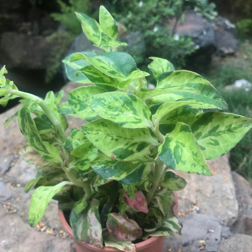 Pedilanthus tithymaloides 'Splish Splash'