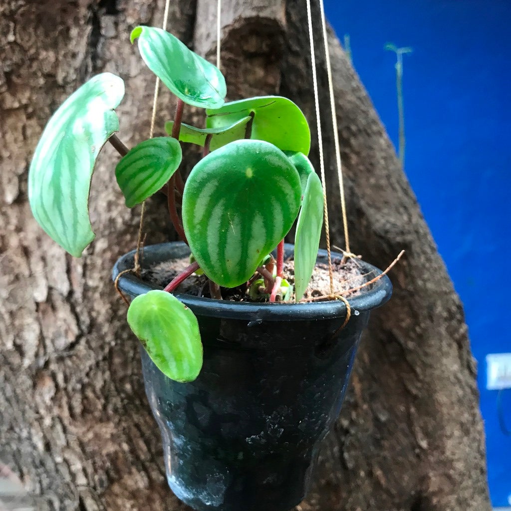 Peperomia Argyreia (Watermelon)