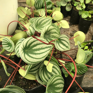 Peperomia Argyreia (Watermelon)