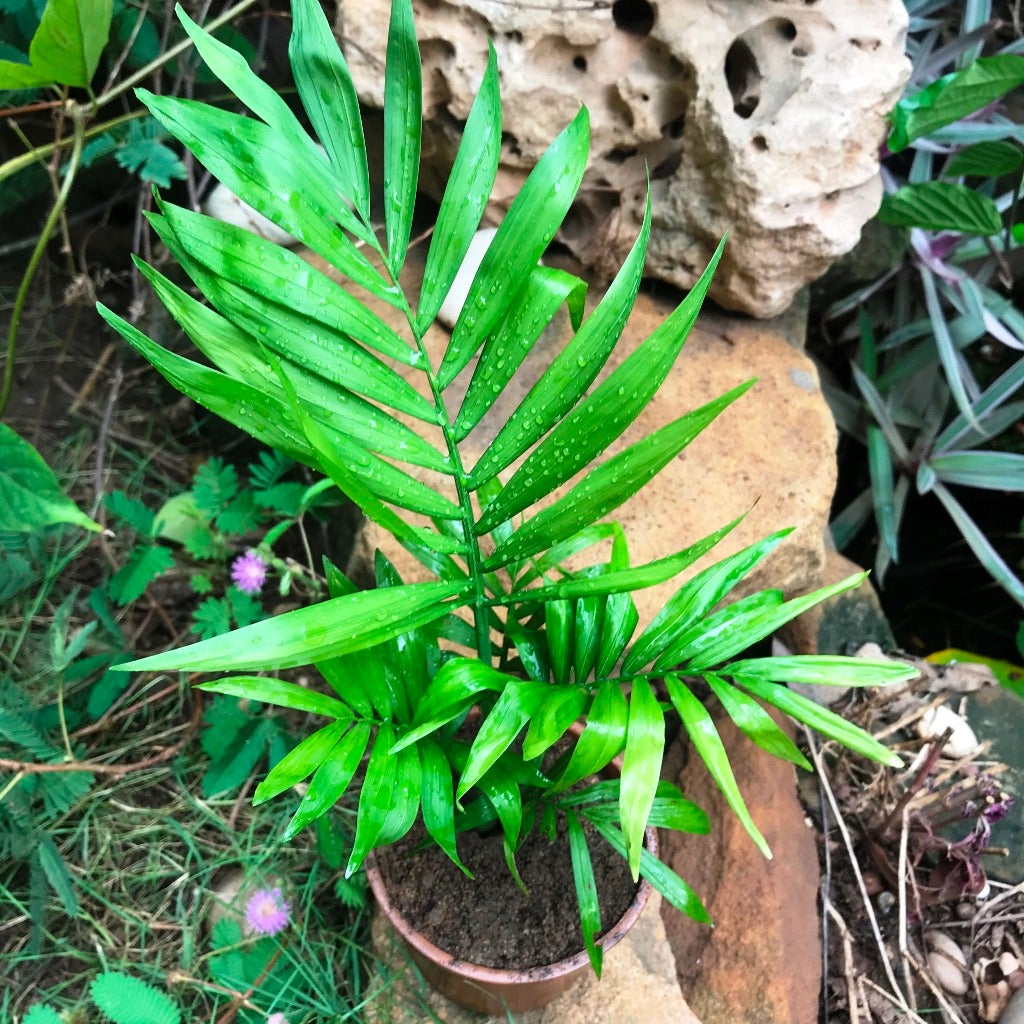 Parlor Palm