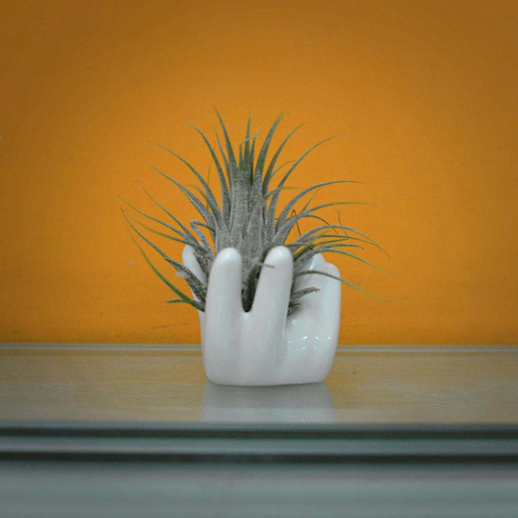 Tillandsia Ionantha Star Air Plant