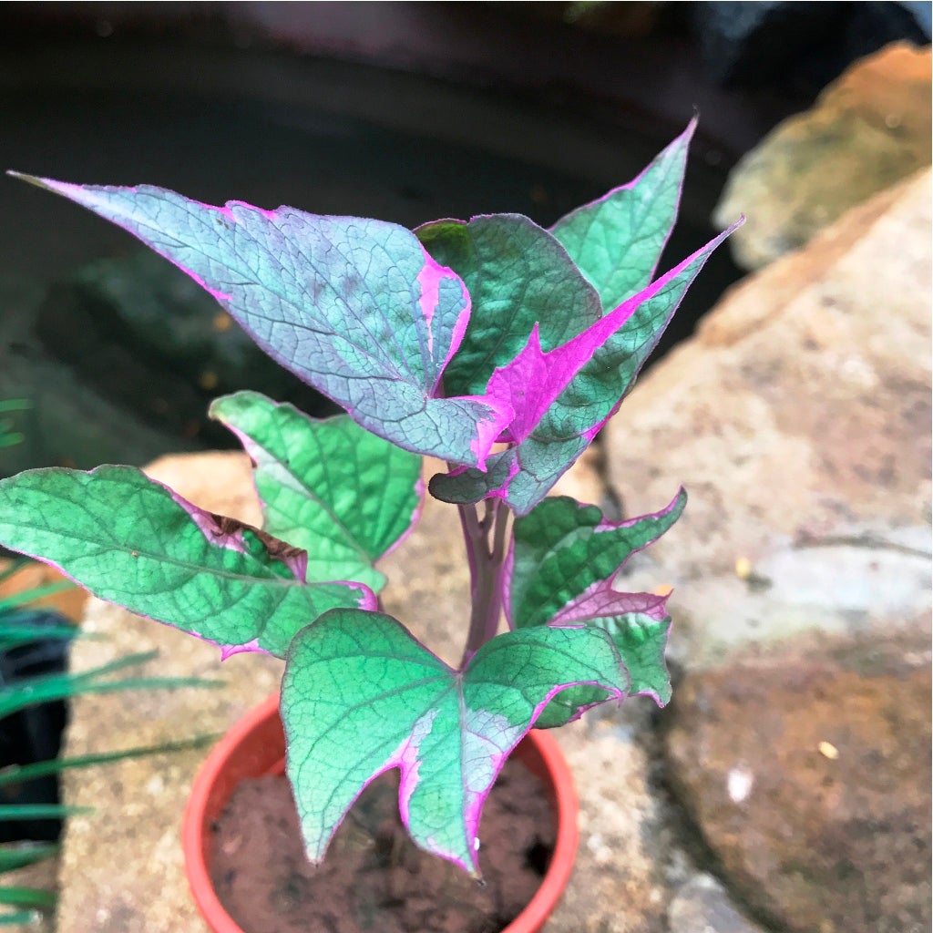 Ipomoea Batatas-Pink Frost