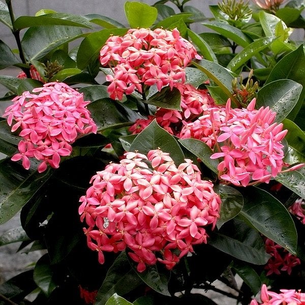 Ixora Coccinea 'Nora Grant Pink'