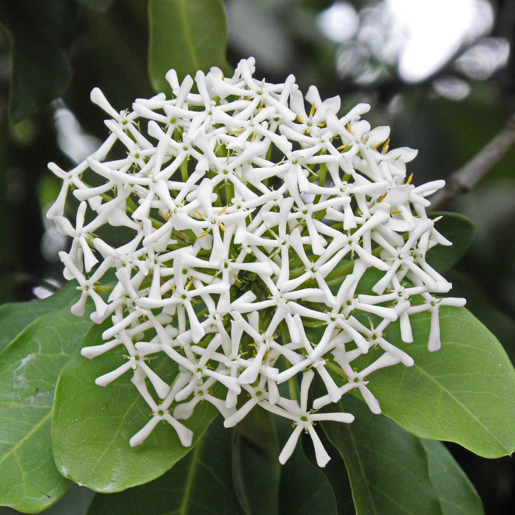 Ixora Coccinea 'Odorata'