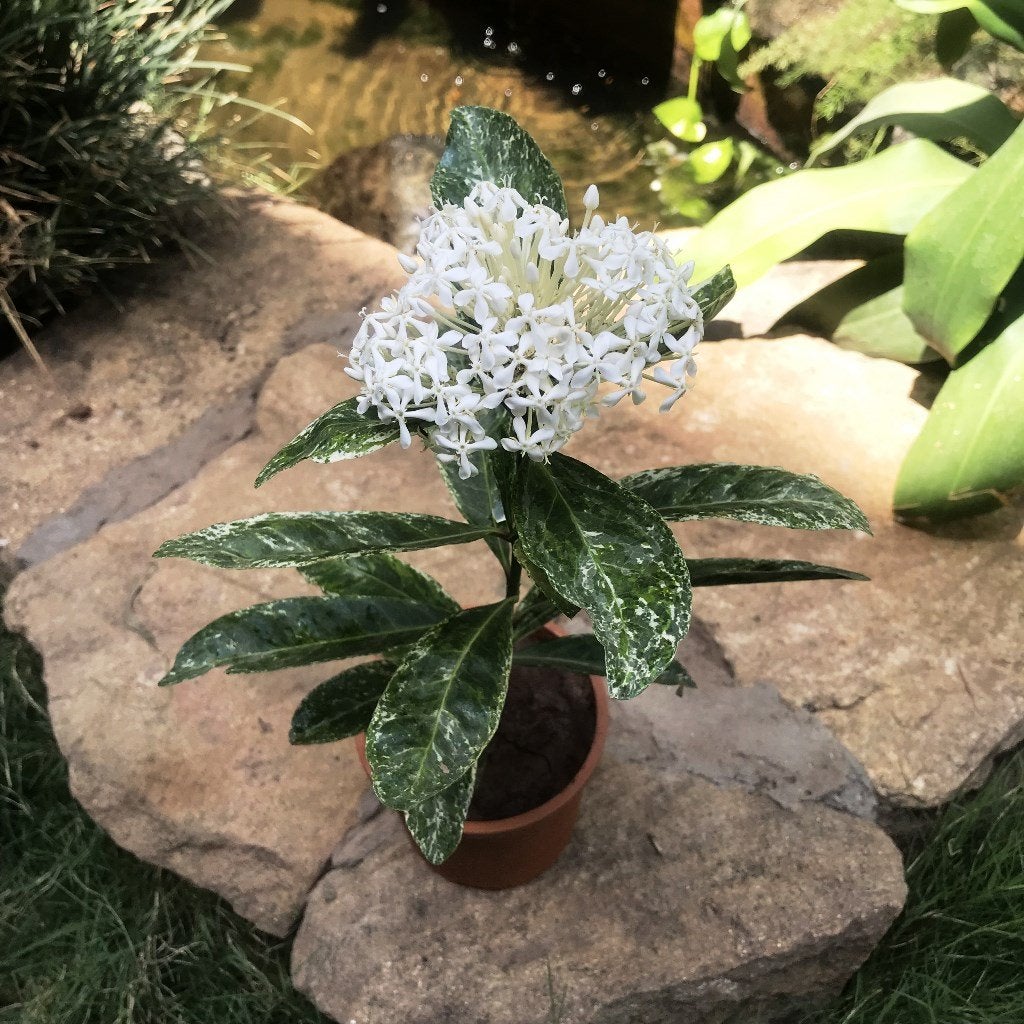 Ixora Parviflora variegated
