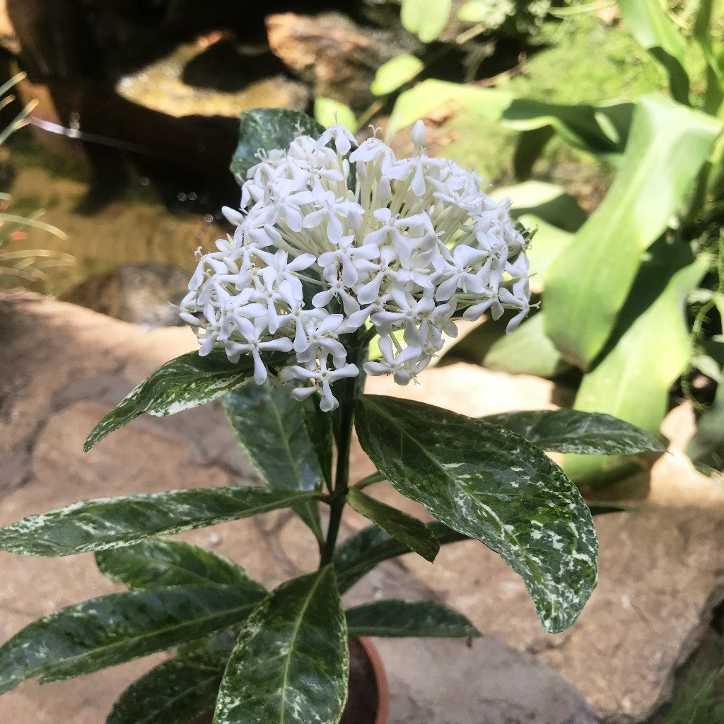 Ixora Parviflora variegated
