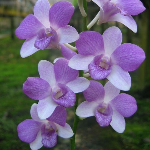 洋蘭 Dendribium Jairak Two Tone’Blue’ 青いこの色彩！初めて見たぜ！ 洋蘭 Dendribium Jairak Two Tone\u0027Blue\u0027 青いこの色彩！初めて見たぜ！